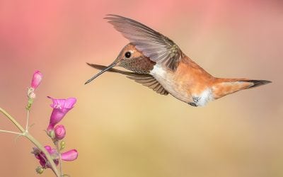 Photo Of The Day By James Capo