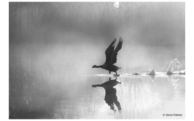 Photo Of The Day By Steve Palmer