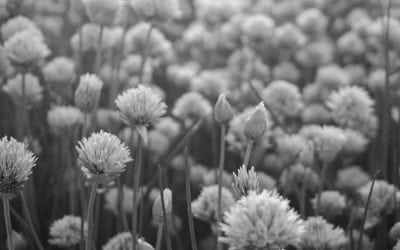 Photo Of The Day By Ted Miot