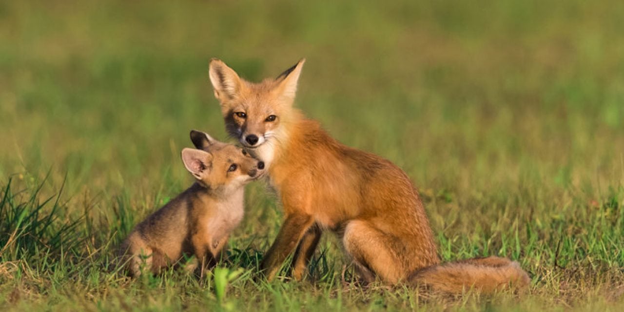 Photographing Foxes
