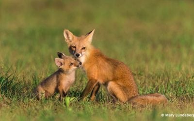 Photographing Foxes