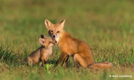 Photographing Foxes