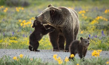 Playtime With Momma