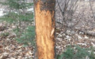 Public Land Hunting: Big Rubs, New Goals, Scouting Buck Beds