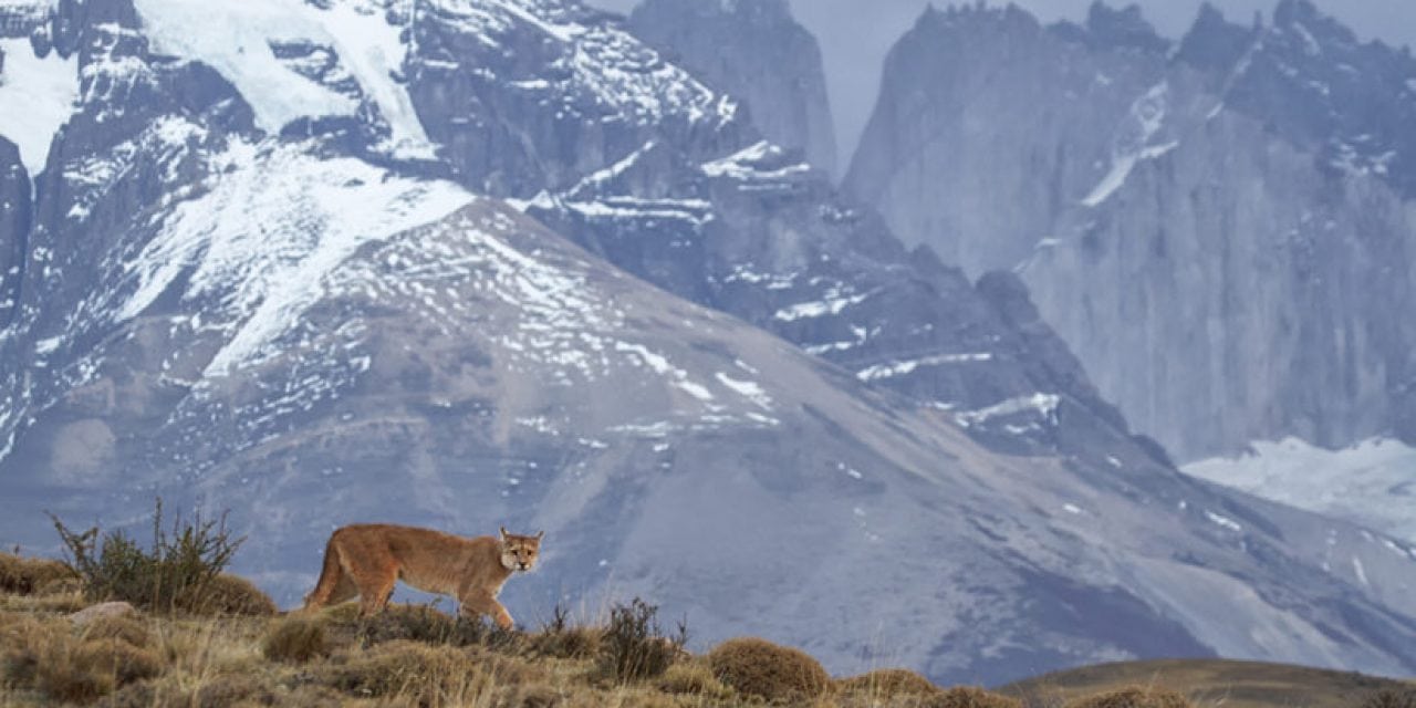 Pumas Of Patagonia