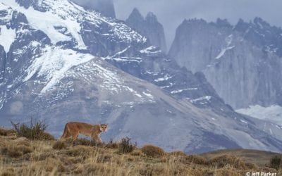 Pumas Of Patagonia