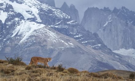 Pumas Of Patagonia
