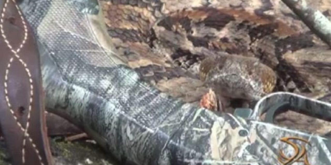 Rattlesnake Gives Turkey Hunter a Surprise