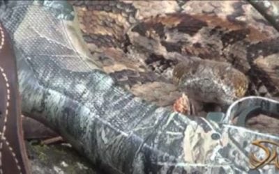 Rattlesnake Gives Turkey Hunter a Surprise