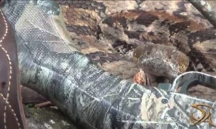 Rattlesnake Gives Turkey Hunter a Surprise