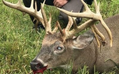 Remember This Giant Ohio Whitetail Riddled With EHD?