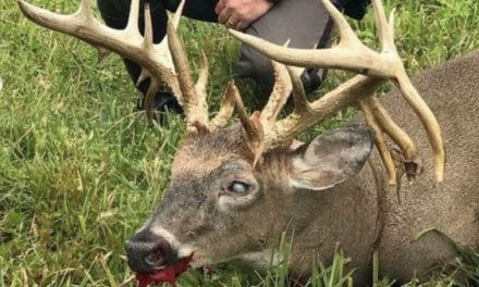 Remember This Giant Ohio Whitetail Riddled With EHD?