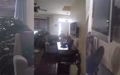 Remember When This Teenager Shot an 8-Point Buck in His House?