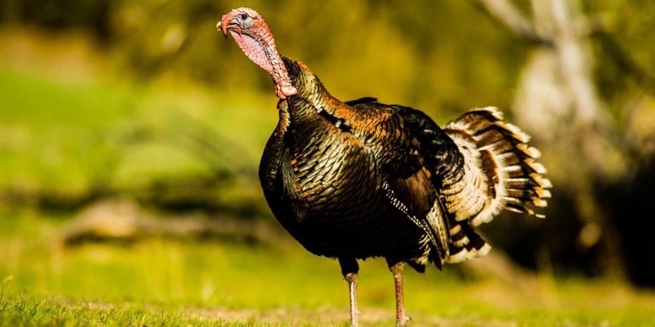 Still Time for Nebraska Gobblers