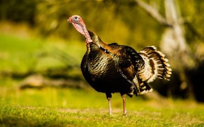 Still Time for Nebraska Gobblers