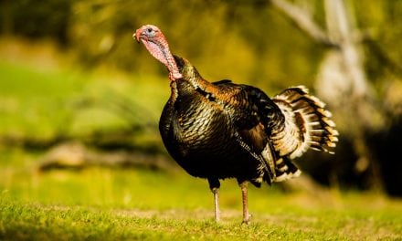 Still Time for Nebraska Gobblers