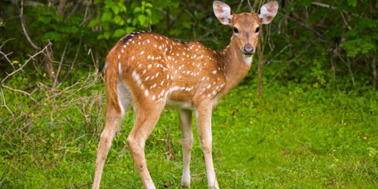Study Looks at What Causes Most Fawn Deaths