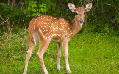 Study Looks at What Causes Most Fawn Deaths