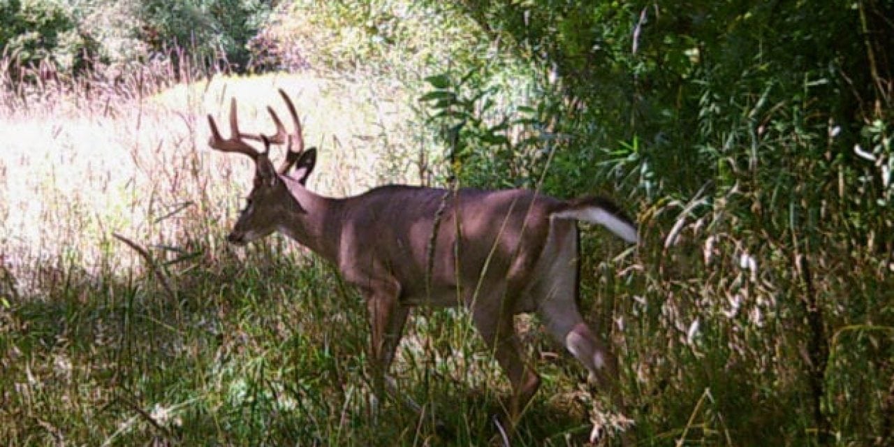 Tennessee Approves 3-Day, Archery-Only Deer Season for August