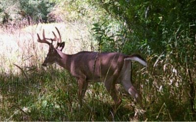 Tennessee Approves 3-Day, Archery-Only Deer Season for August
