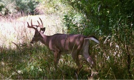 Tennessee Approves 3-Day, Archery-Only Deer Season for August