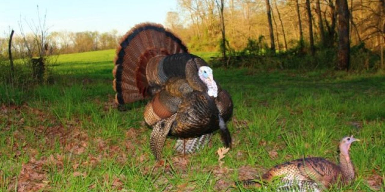 The White Face Strutter Decoy from Dave Smith Decoys is Enough to Make You Look Twice