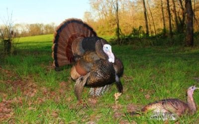 The White Face Strutter Decoy from Dave Smith Decoys is Enough to Make You Look Twice