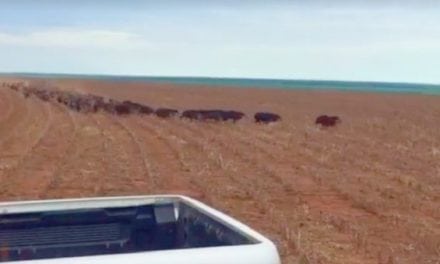 This Country-Mile-Long Line of Wild Hogs Will Blow Your Mind