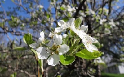 Time To Stalk Nebraska’s Wild Asparagus