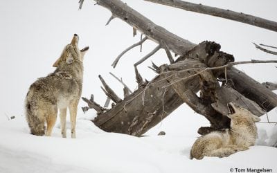 Tom Mangelsen Featured On CBS “60 Minutes”