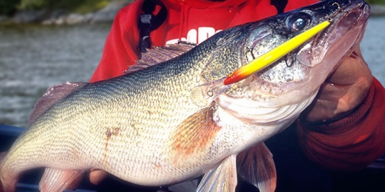 Troll Down Deep Husky Jerk’s For Post-Spawn Walleye