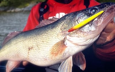 Troll Down Deep Husky Jerk’s For Post-Spawn Walleye