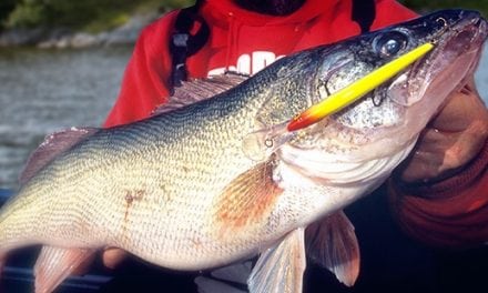 Troll Down Deep Husky Jerk’s For Post-Spawn Walleye