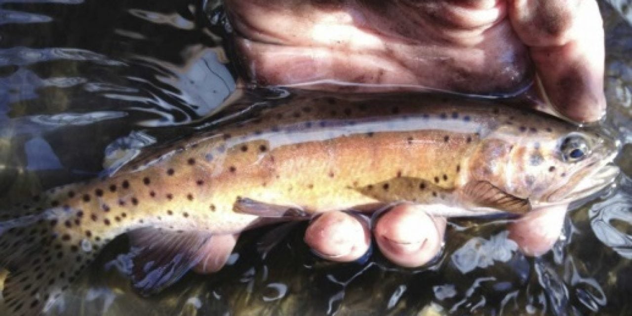 TROUT UNLIMITED – A ‘Wow!’ moment in Lahontan cutthroat trout recovery
