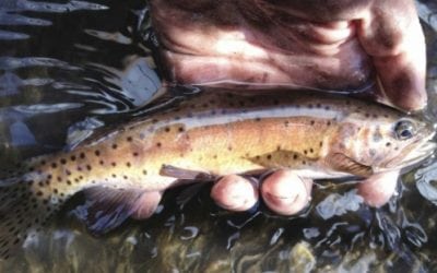 TROUT UNLIMITED – A ‘Wow!’ moment in Lahontan cutthroat trout recovery