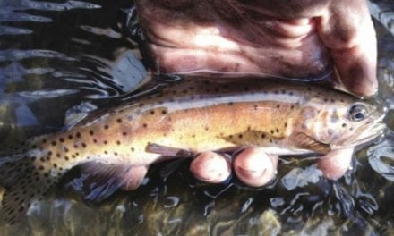 TROUT UNLIMITED – A ‘Wow!’ moment in Lahontan cutthroat trout recovery