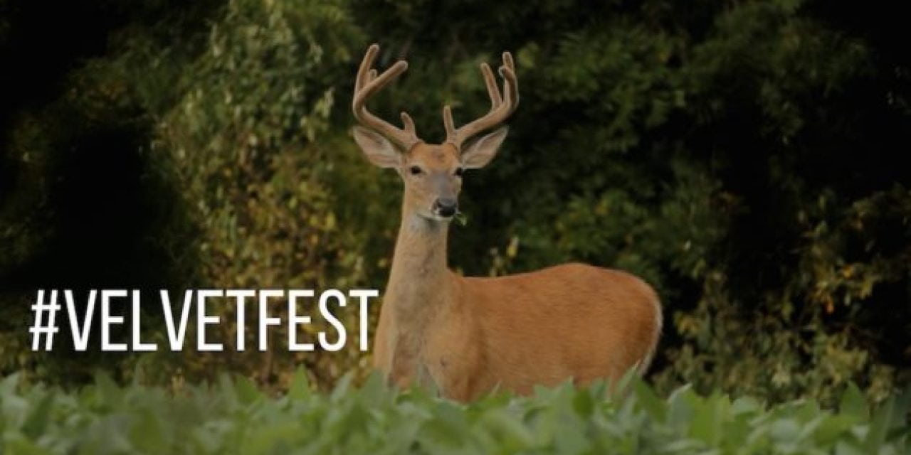 #VelvetFest: The Official Start to Deer Season!