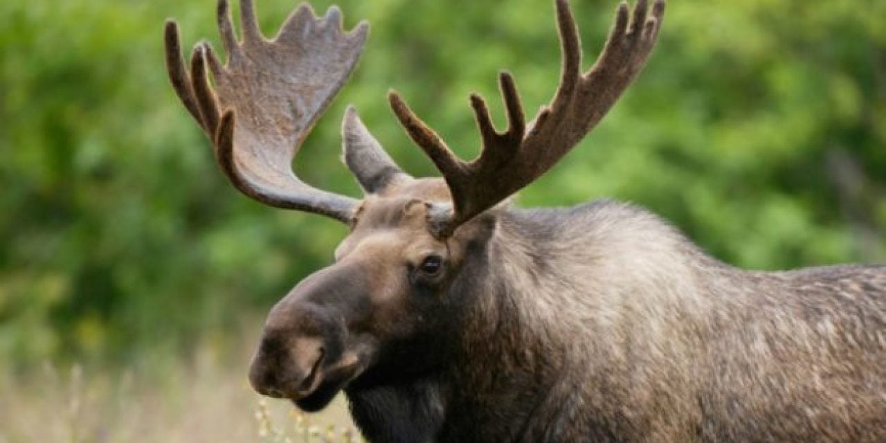 Vermont Drastically Reduces Number of Moose Permits This Year