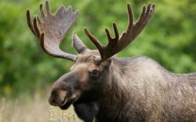 Vermont Drastically Reduces Number of Moose Permits This Year