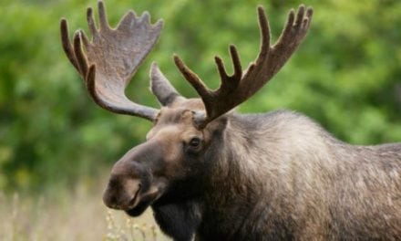 Vermont Drastically Reduces Number of Moose Permits This Year