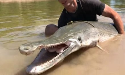 Video: 7-Foot, 230-Pound Alligator Gar Drags Jon Boat Around Like a Bath Toy