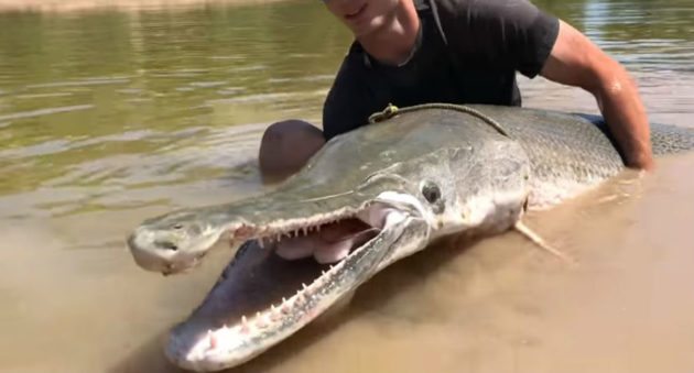 Video: 7-Foot, 230-Pound Alligator Gar Drags Jon Boat ...