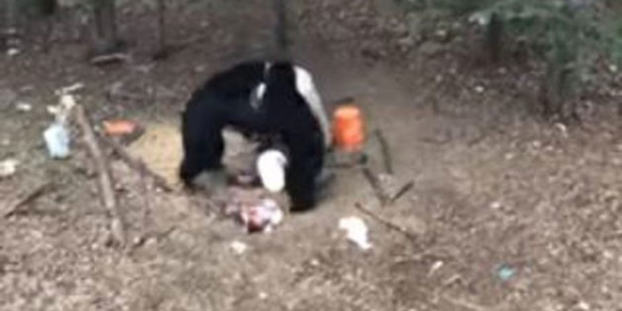 Video: Black Bears Go Toe-To-Toe in Thrilling Fight Footage