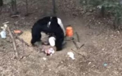 Video: Black Bears Go Toe-To-Toe in Thrilling Fight Footage