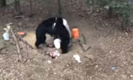 Video: Black Bears Go Toe-To-Toe in Thrilling Fight Footage