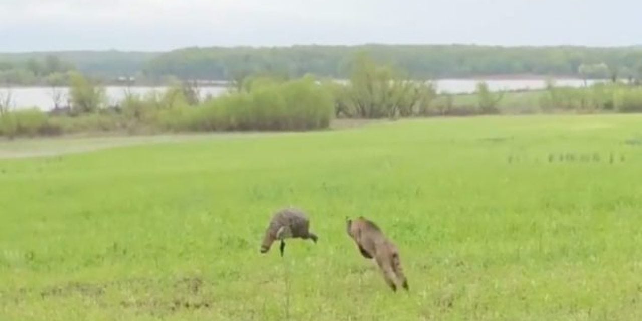 Video: Bobcat Blitzes Turkey Decoy