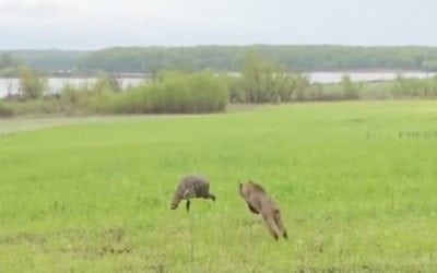 Video: Bobcat Blitzes Turkey Decoy