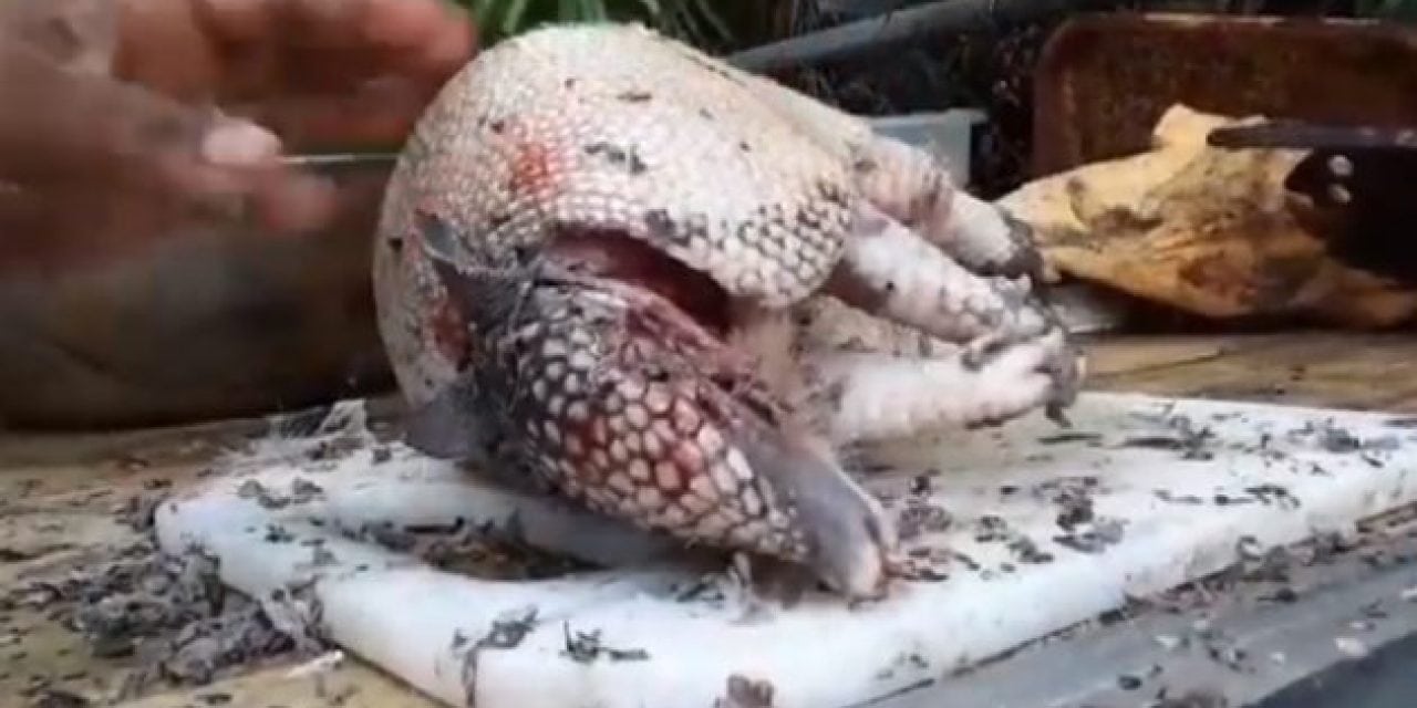 Video: Cleaning and Cooking a Florida Armadillo