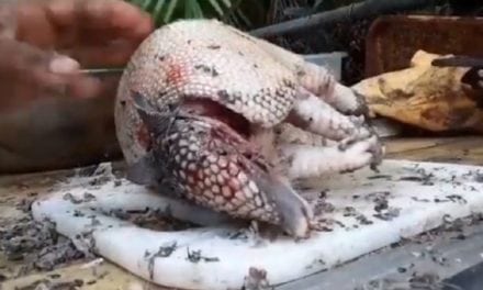 Video: Cleaning and Cooking a Florida Armadillo