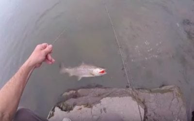 Video: Here’s What a Nice Brown Trout Thinks of an Orange Stick Bait